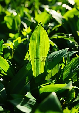 熊的大蒜,葉子,蔥屬 ursinum