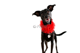 狗,黑犬,宠物