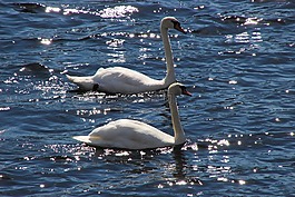天鵝,鳥,野生動物