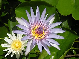 蓮花,自來水廠,開花