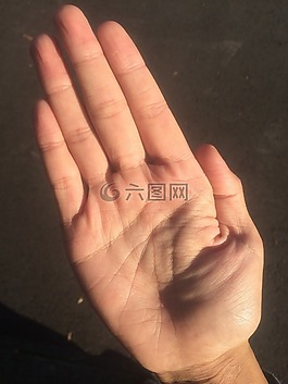 手掌,手,手指
