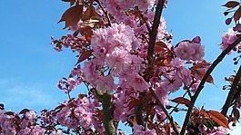 春,開花,針