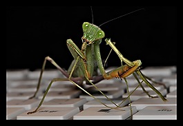 sphodromantis lineola,螳螂,捕鱼蝗虫