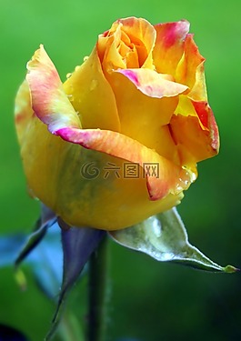 玫瑰,黃色,花
