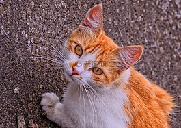 貓,弗利納,動物