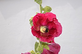 花卉,粉紅色的蜀葵,蜜蜂