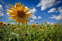 太阳花,wölken,天空