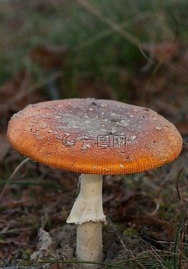 蘑菇,秋季,性質(zhì)