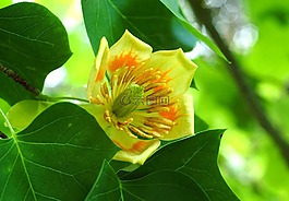 幻想,花,郁金香