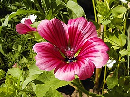 錦葵,開花,紅色