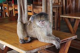 猴子,嬰兒,動物