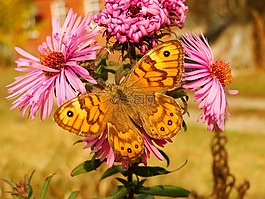 性質(zhì),昆蟲,花