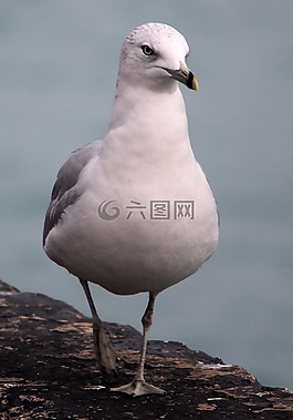 海鸥,鸟,走