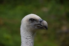 兀鷲,野生動物公園,野生動物