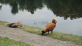 鴨,動物,鳥