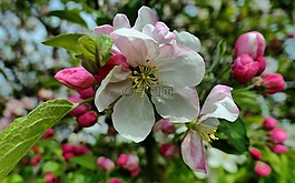 春天,鮮花,廠