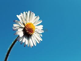 雏菊,天空,花