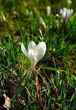 藏紅花,開(kāi)花,白