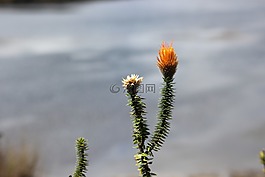 chuquiragua,自然,國(guó)家