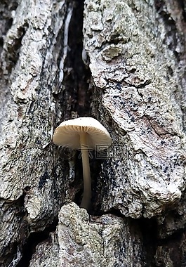 秋天,真菌,樹