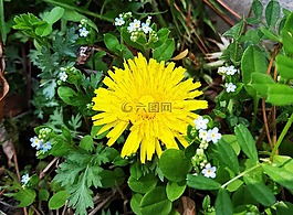 蒲公英,黃色花,黃色