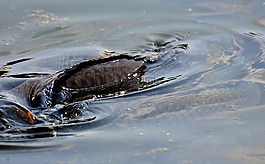 鯉魚,游泳,水面
