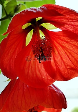 开花,邮票,红色