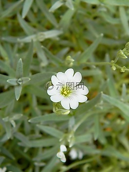 花,花園,植物