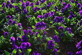 潘茜,花,開花