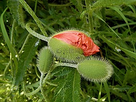 花,大自然,斯洛伐克