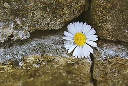 雛菊,石,石材墻