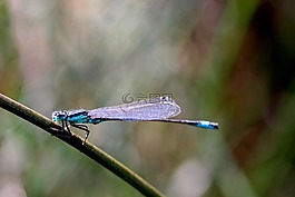 agrion,昆虫,宏