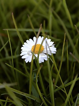 雛菊,草地,盛開