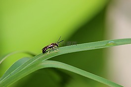 昆蟲,宏,性質(zhì)