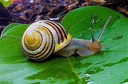 花园里的蜗牛,蜗牛,花园 bänderschnecke