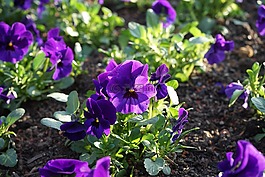 潘茜,花,開花