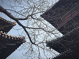樹(shù)葉,古建筑,天空