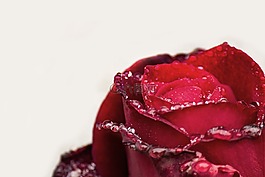 玫瑰,花,性質(zhì)