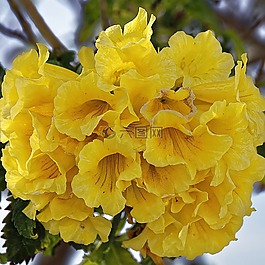 塞浦路斯,鮮花,廠