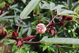 bup花醋,槿,芽