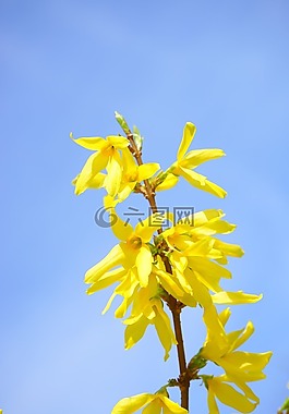 連翹,開花,黃色
