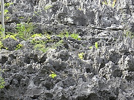 開曼,離島,開曼群島