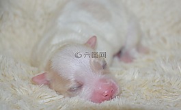小狗,寶貝狗,新生