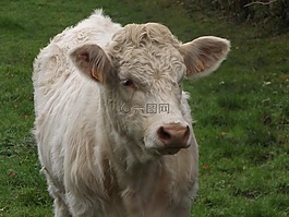 牛,動物,鼻子