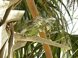 蜥蜴,自然,綠色