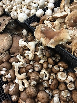 蘑菇,蔬菜,食品