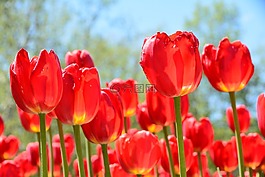郁金香,紅色,閃光