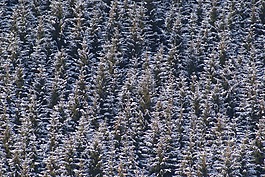 树木,森林,雪