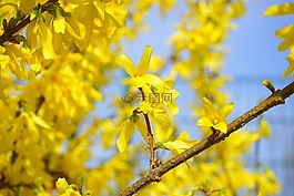 連翹,開花,黃色
