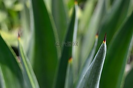 植物,仙人掌,龍舌蘭